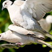 Eurasian Collared-Dove